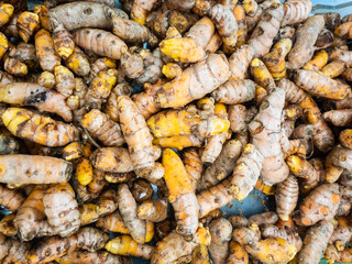 Turmeric Roots, or Rhizomes, on display at market. Turmeric, (Curcuma longa in Latin)  a flowering plant of the ginger family Zingiberaceae. 