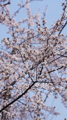The beautiful flowers blooming in the garden in spring with the warm sunlight