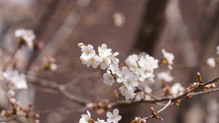 The beautiful flowers blooming in the garden in spring with the warm sunlight