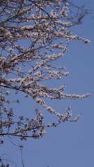 The beautiful flowers blooming in the garden in spring with the warm sunlight