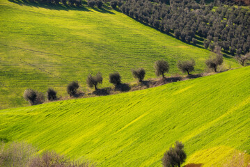 Countryside landscape, green agricultural fields and olive trees among hills