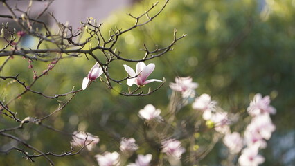 The beautiful flowers blooming in the garden in spring with the warm sunlight