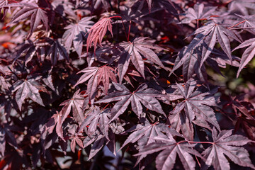 Acer palmatum, commonly known as Japanese maple, palmate maple, or smooth Japanese maple. This cultivar is the “Fire Glow” and produces red leaves. It's native to China, Korea, Mongolia and Japan.