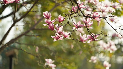 The beautiful flowers blooming in the garden in spring with the warm sunlight