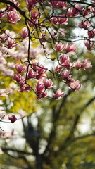 The beautiful flowers blooming in the garden in spring with the warm sunlight