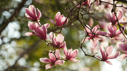 The beautiful flowers blooming in the garden in spring with the warm sunlight