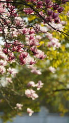 The beautiful flowers blooming in the garden in spring with the warm sunlight