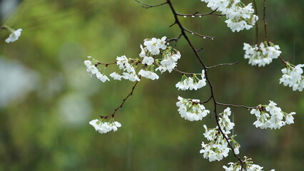 The beautiful flowers blooming in the garden with the rainy droplets in the rainy day