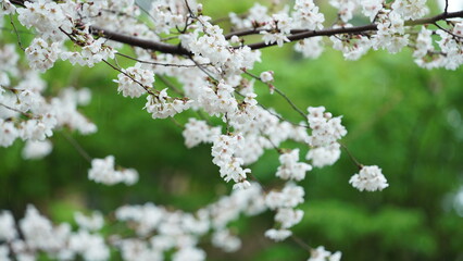 The beautiful flowers blooming in the garden with the rainy droplets in the rainy day