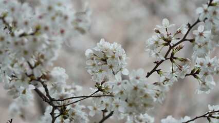 The beautiful flowers blooming in the garden with the rainy droplets in the rainy day