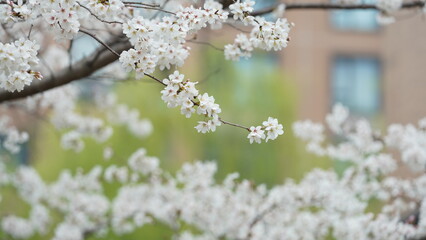 The beautiful flowers blooming in the garden with the rainy droplets in the rainy day