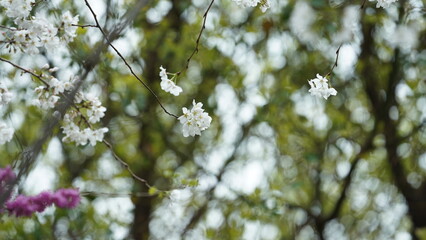 The beautiful flowers blooming in the garden with the rainy droplets in the rainy day
