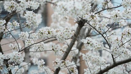 The beautiful flowers blooming in the garden with the rainy droplets in the rainy day