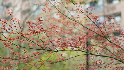 The fresh new leaves full of the maple trees in spring