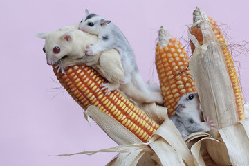 An albino sugar glider mother is eating corn kernels while holding her two babies. This mammal has...