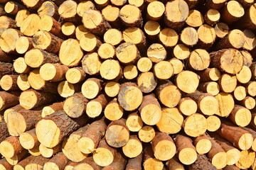 Forestry industrial concept background. Round sawing logs are stacked in a large pile. Convex lens effect