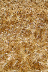 ears of wheat in a french field