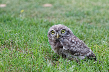 A small owl in a grass meadow looking at the camera