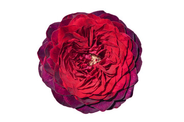 Beautiful red rose close-up on a white isolated background. A flower with dense and frequent petals. Hybrid tea roses. Flowers decoration, design.