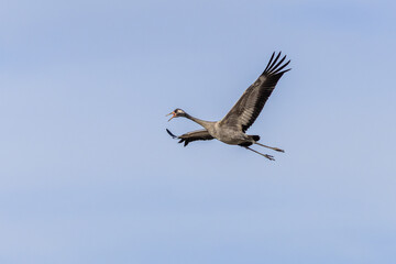 The common crane, a large grey bird, flying with open wings and a beak. Sunny spring day. Clear blue sky in the background. 