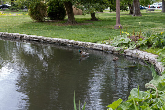Photo of a pond with ducks at a local park