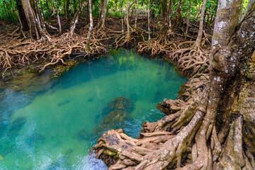 The water in the canal is clear and clean, along the stream, there are tree roots, shady forests, good environment, fresh air, beautiful nature, Krabi Province, Thailand.