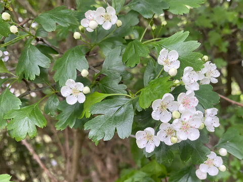 Hungarian Hawthorne Crataegus Nigra Blossom Hedge Plant