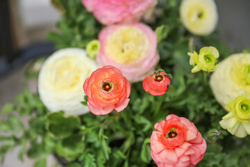 Ranunculus symbolize charm, beauty, and radiance. They are popular for their vibrant colors and delicate petals, often associated with love and affection