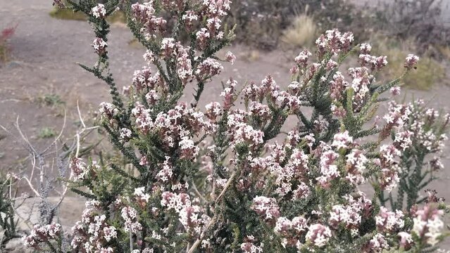 Endemic plant of Patagonia Mulguraea tridens in flowers in spring in Torres del Paine national park. . High quality 4k footage