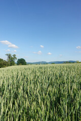 A field with green ears in Baden-Wuerttemberg, Germany