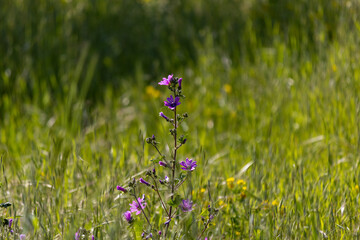 Purple flower at the meadow