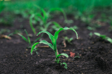 Close up young corn stalks at field spring time