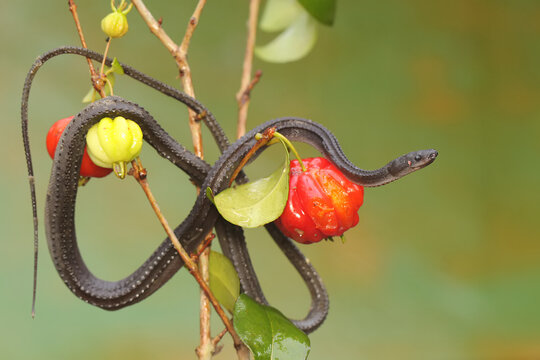 A dragon snake is looking for prey on a barbados cherry tree branch filled with fruit. This reptile has the scientific name Xenodermus javanicus.