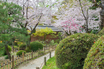 広島の名勝、縮景園の桜