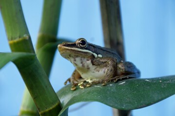 Frog species, Hylarana Chalconota, on a dendrobium orchid leaf