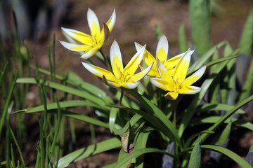 Closeup of sunlit Iran Tulip flowers, Derbyshire England
