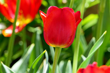 Naklejka premium red and yellow tulips in the garden