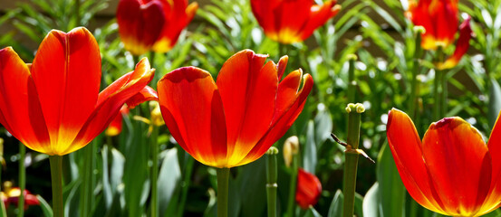 red and yellow tulips in the garden