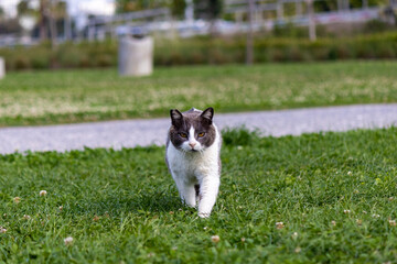 Tabby stray cat walking on the grass at the public park