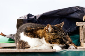Tabby stray cat napping on a wooden platform