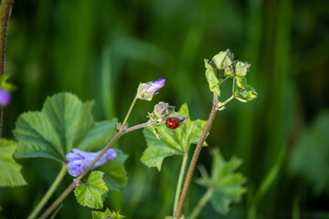 Ladybug standing on a plant with purple flowers