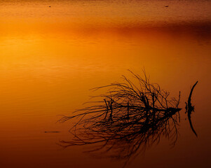 bush in the water at sunset in Punta Canna (Italy)