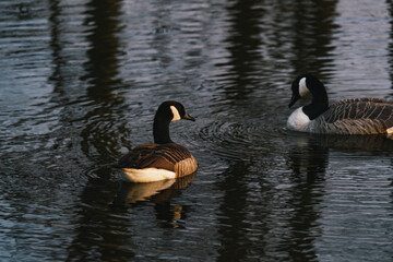 Geese couple on a lake while sunset