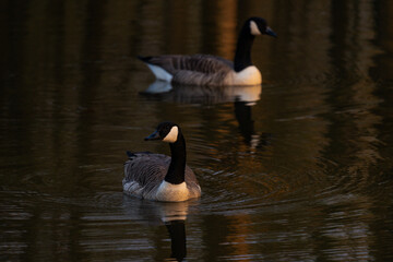 Obraz premium Geese couple on a lake while sunset