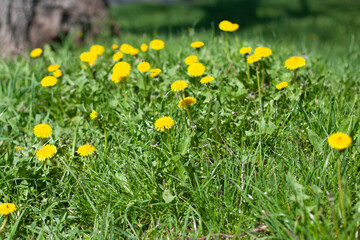 dandelions on the grass

