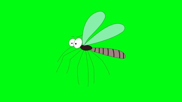 Flying mosquito animated. Animation of vector illustration in hand-drawn cartoon style. Infinite loop 4K video isolated on green background.