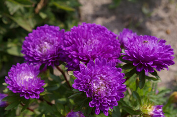 Aster Chiński Peoniowy