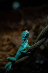portrait of a helmet-bearing basilisk in a terrarium. vertically