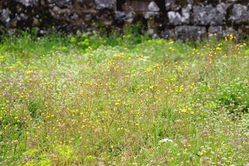Old traditional Mediterranean cottage and wild flowers in the meadow. Spring in the countryside. Selective focus.