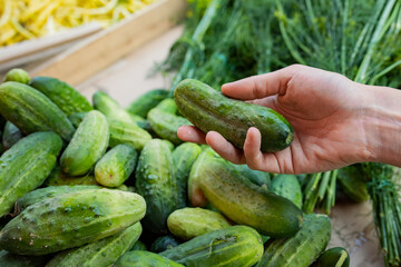 cucumber in the hand